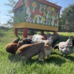 Backyard Chickens - Pet Tales