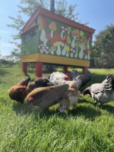 Backyard Chickens - Pet Tales