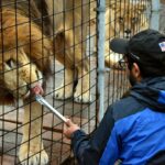 For the Love of Lions - Animal Park at the Conservators Center