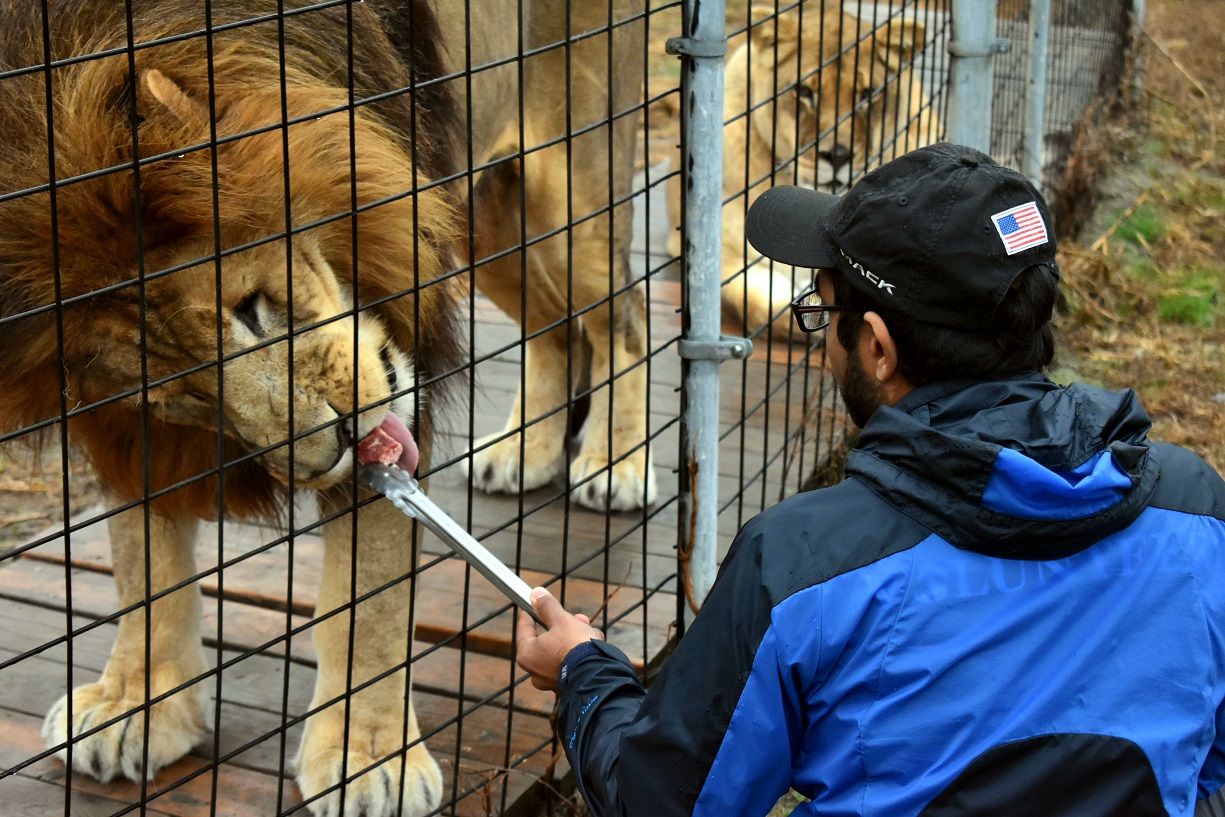 For the Love of Lions - Animal Park at the Conservators Center