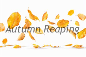 Autumn Reaping