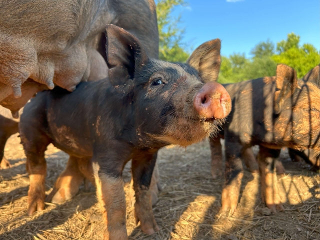 A Family's Dream Rooted in the Heart of Virginia - Jolli Farms